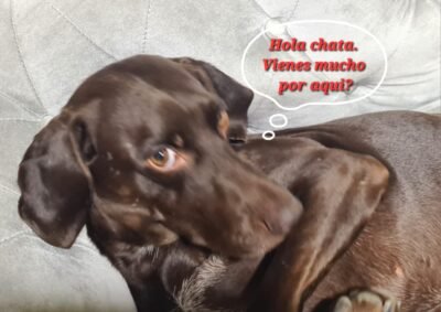 Cuidado y Alojamiento Canino Familiar en Vicálvaro | Toñi